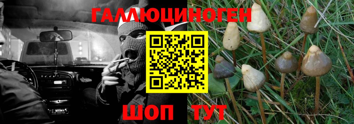 Псилоцибиновые грибы ЛСД Новокубанск